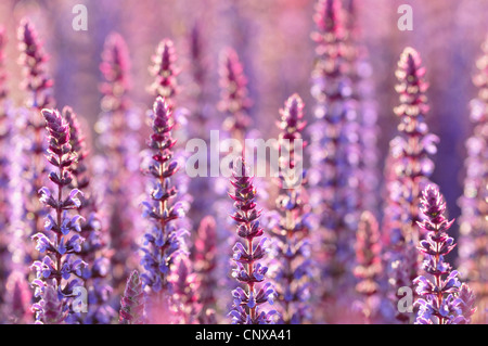 lila Garten Salbei (Salvia Officinalis 'Purpurascens'), Blüte Stockfoto