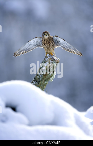 Turmfalken (Falco Tinnunculus), Landung auf Post im Tiefschnee, Großbritannien, Schottland, Cairngorm National Park Stockfoto
