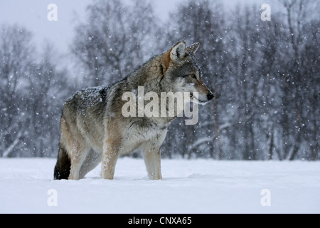 Europäische graue Wolf (Canis Lupus Lupus), stehen bei fallenden Schnee auf ein Schneefeld am Waldrand, Norwegen Stockfoto