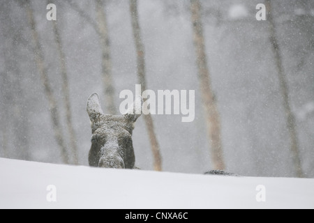 Elch, Europäischen Elch (Alces Alces Alces), spähte hinter einem Snowbank, Norwegen Stockfoto