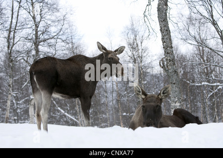 Elch, Europäischen Elch (Alces Alces Alces), paar im Winter, Norwegen Stockfoto