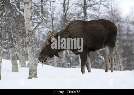 Elch, Europäischen Elch (Alces Alces Alces), im Winter, Norwegen Stockfoto