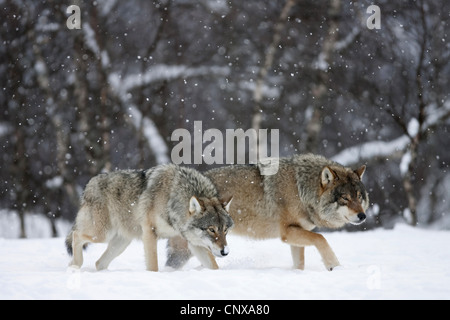 Europäische graue Wolf (Canis Lupus Lupus), Rand zwei Tiere, die zu Fuß über ein Schneefeld zu einem Wald nebeneinander Beduftung, Norwegen Stockfoto