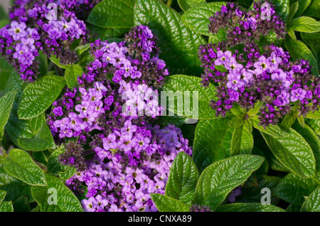 Eine Gruppe von lila Heliotrop Blumen in voller Blüte Stockfoto