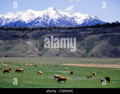 Gemischte Herde Mutterkühe und Kälber in einer Feder Weide unter Emigranten Höchststand der Absaroka Mtns., Paradise Valley, Montana, USA Stockfoto