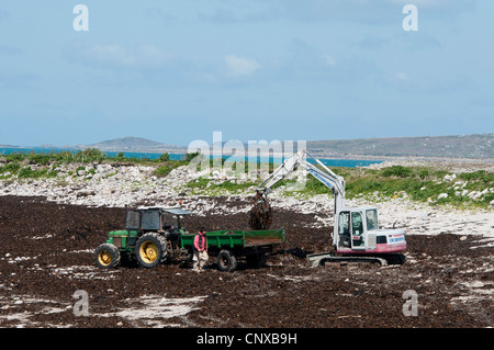 Landwirte, die Algen Strand nach stürmischem Wetter, als Dünger/Dünger auf die Felder zu verwenden. St Agnes auf den Scillies Stockfoto