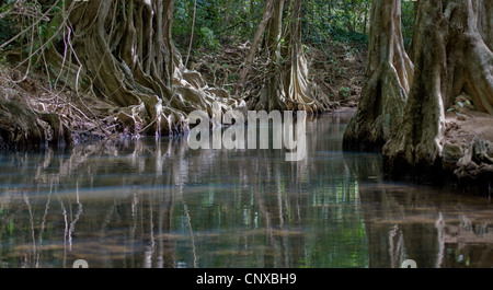 Baumwurzeln Tauchen Sie ein in der Indian River in der Nähe von Portsmouth auf Dominica West Indies Stockfoto