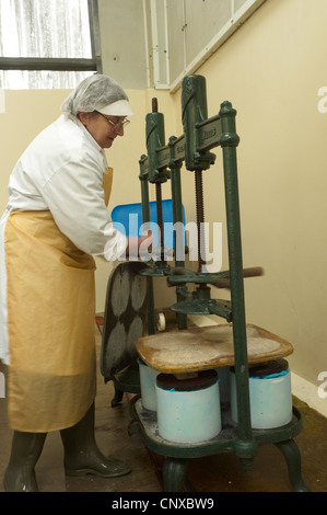 Käse-Herstellung auf Curworthy Farm Devon - ist der Quark als Teil des Produktionsprozesses in traditionellen Pressen gepresst Stockfoto