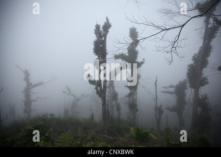 Tropische Wälder an den Hängen des Mount Merapi (2.930 m) in Zentraljava, Indonesien. Stockfoto