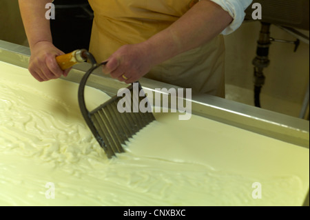 Käse machen bei Curworthy Farm Devon - schneiden die Quark vor dem Entfernen des Wegs Stockfoto