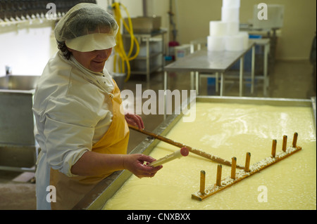 Käse machen bei Curworthy Farm Devon - Überprüfung der Temperatur der Milch nach Lab hinzugefügt wurde Stockfoto