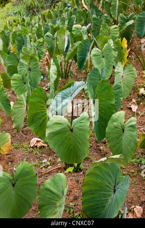 Dasheen ist eine stärkehaltige Tuberöse Grundnahrungsmittel hier wächst auf bebauten Feldern im Hochland von Dominica Stockfoto