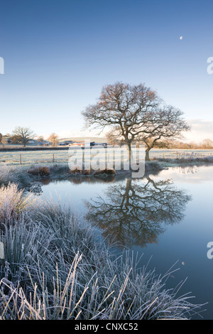 Mattierte Rasen und Bäumen neben einem noch Teich Winter morgens, Morchard Road, Devon, England. Winter (November) 2010. Stockfoto