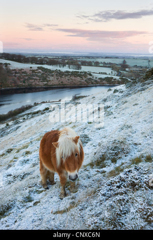 Shetland-Ponys grasen auf dem Schnee bedeckt Moorland oberhalb Meldon Reservoir, Dartmoor Nationalpark, Devon Stockfoto