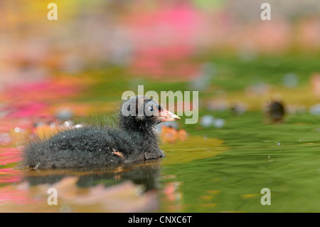 Teichhuhn (Gallinula Chloropus), Quietsche, Deutschland Stockfoto