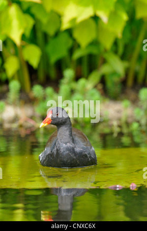 Teichhuhn (Gallinula Chloropus), Baden, Deutschland Stockfoto