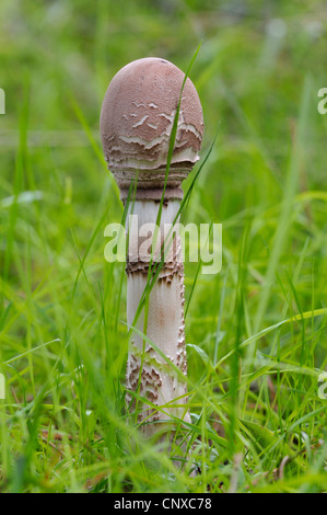 Parasol (Macrolepiota Procera, Lepiotia Procera), junge geschlossen fruchttragenden Körper im Gras, Deutschland Stockfoto