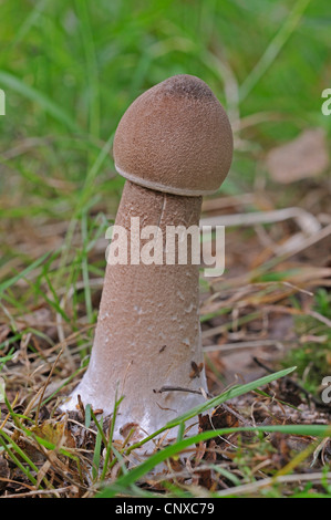 Parasol (Macrolepiota Procera, Lepiotia Procera), geschlossen Fruchtkörper im Gras, Deutschland Stockfoto