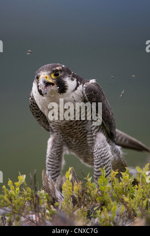 Wanderfalke (Falco Peregrinus), Fütterung auf Ringeltaube, Großbritannien, Schottland, Cairngorm National Park Stockfoto