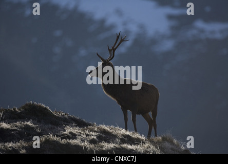 Rothirsch (Cervus Elaphus), Hirsch Hintergrundbeleuchtung im Winter-Licht, Alladale Wilderness Reserve, Sutherland, Schottland, Vereinigtes Königreich Stockfoto