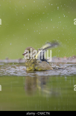 westlichen Grünfink (Zuchtjahr Chloris), weibliche Baden im Garten Schwimmbad, Großbritannien, Schottland, Cairngorm National Park Stockfoto