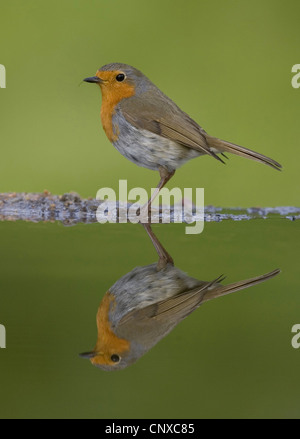 Rotkehlchen (Erithacus Rubecula), im Garten Schwimmbad, Großbritannien, Schottland, Cairngorm National Park reflektiert Stockfoto