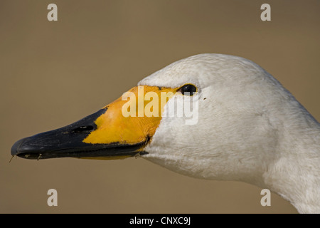 Singschwan (Cygnus Cygnus), Porträt, Schweden, Sees Stockfoto