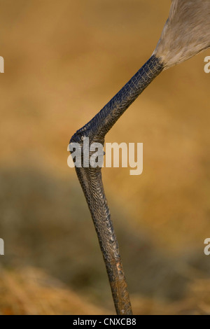 Kraniche (Grus Grus), Großaufnahme des Beins, Schweden, Sees Stockfoto