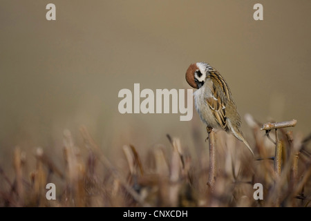 Eurasische Baum-Spatz (Passer Montanus), putzen auf Hecke, Schweden Stockfoto