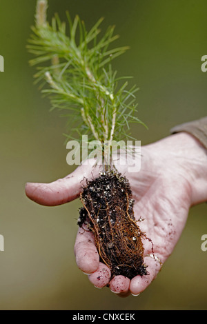 Scotch Kiefer, Scots Kiefer (Pinus Sylvestris), Baum-Pflanzer protzt Scots Kiefer Bäumchen, Großbritannien, Schottland Stockfoto