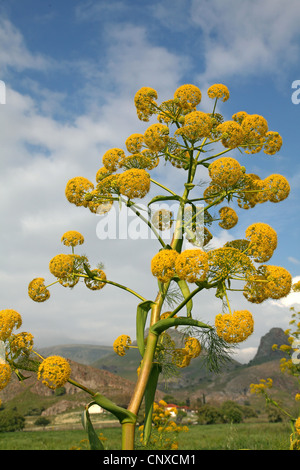 Afrikanische Ammoniacum (Ferula Communis), Blütenstand, Griechenland, Lesbos Stockfoto