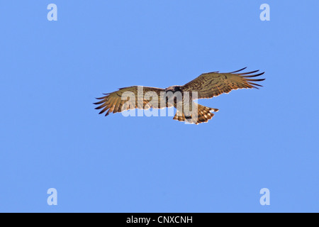 Schlangenadler (Circaetus Gallicus), fliegen, Griechenland, Lesbos Stockfoto