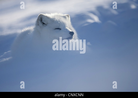 Polarfuchs, Polarfuchs (Alopex Lagopus, Vulpes Lagopus), im Winter, Norwegen Stockfoto