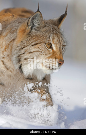 Eurasischer Luchs (Lynx Lynx), schleichen durch den Schnee, Norwegen Stockfoto