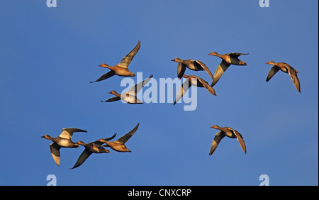 Gadwall (Anas Strepera, Mareca Strepera), fliegende Herde, Niederlande Stockfoto