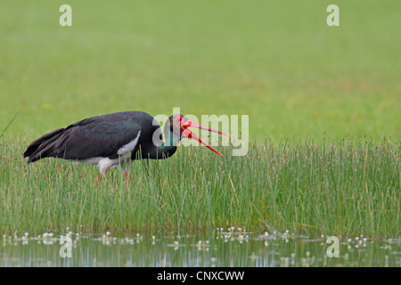 Schwarzstorch (Ciconia Nigra), Fütterung auf eine Kaulquappe, Griechenland, Lesbos Stockfoto