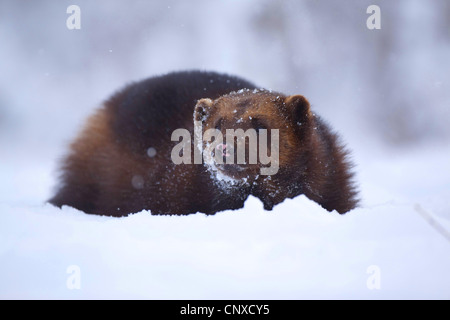 Vielfraß (Gulo Gulo), Wlking im Schnee, Norwegen Stockfoto