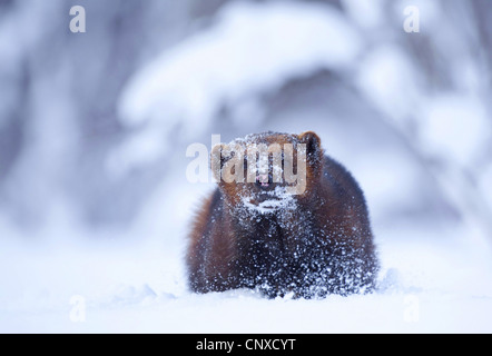 Vielfraß (Gulo Gulo), Wlking im Schnee, Norwegen Stockfoto