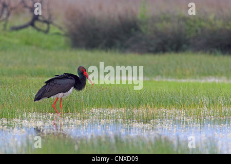 Schwarzstorch (Ciconia Nigra), auf das Futter auf der Uferpromenade, Griechenland, Lesbos Stockfoto