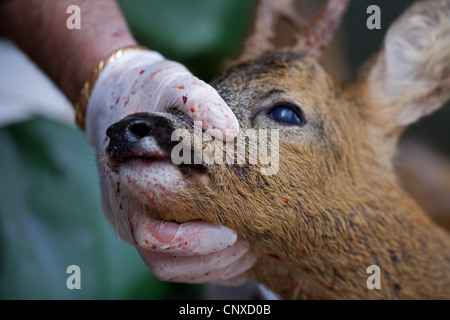 Rothirsch (Cervus Elaphus), Reh Stalker, Leiter des vor kurzem gekeult Reh Bock, Großbritannien, Schottland, Glenfeshie hochhalten Stockfoto