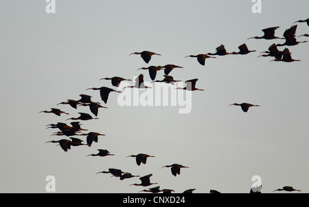 Sichler (Plegadis Falcinellus), Herde, Spanien, Sevilla Braz fliegen Stockfoto