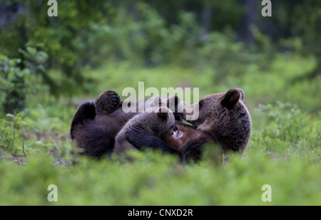 Europäischer Braunbär (Ursus Arctos Arctos), Mutter stillen ihre jungen, Finnland Martinselkonen Wildnis Zentrum Stockfoto