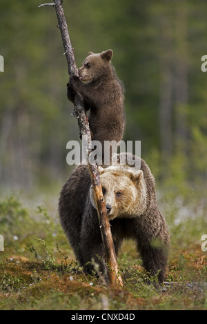 Europäischer Braunbär (Ursus Arctos Arctos), Bärenjunges Klettern am Baumstamm, Mutter, die ein Auge auf ihr junges, Finnland Stockfoto