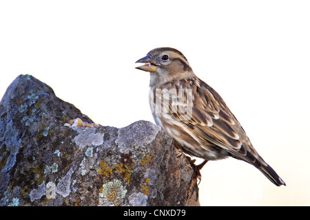 Rock-Spatz (Passer Petronia Petronia Petronia), sitzt auf einem Felsen trinken, Spanien, Extremadura Stockfoto