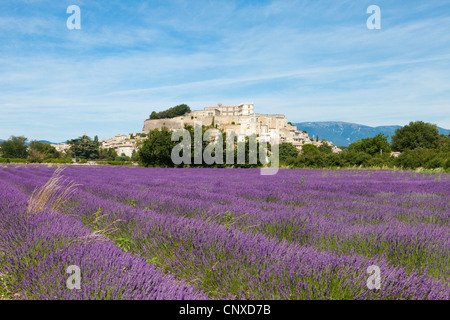 Lavendel wächst in den Bereichen von Grignan, Frankreich Stockfoto