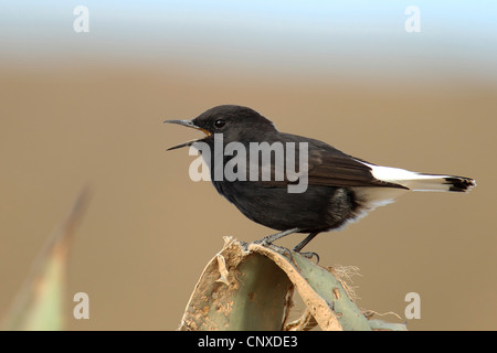 schwarzen Steinschmätzer (Oenanthe Leucura), singen Männchen auf einer Agave, Spanien Stockfoto