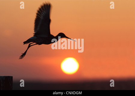 Uferschnepfe (Limosa Limosa), ab Sonnenuntergang, Niederlande Stockfoto