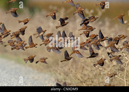 Spanische Sperling (Passer Hispaniolensis), Herde, Spanien, Braz Sevilla ab Stockfoto