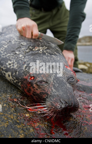 Harbor Seal, Seehunde (Phoca Vitulina), Jäger mit vor kurzem Schuss gemeinsame Siegel, Norwegen, Nord-Tr früher Stockfoto