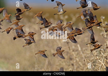 Spanische Sperling (Passer Hispaniolensis), Herde, Spanien, Braz Sevilla ab Stockfoto